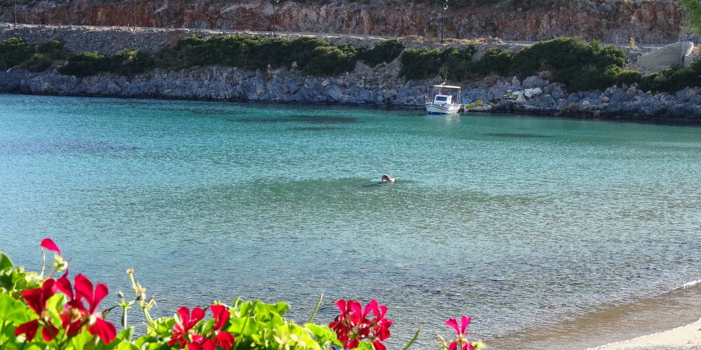 Red geraniums above a calm turquoise bay on Agathonisi