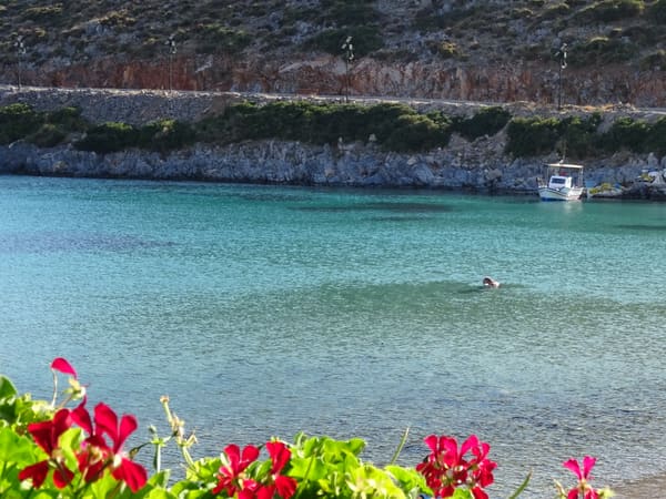 Red geraniums above a calm turquoise bay on Agathonisi